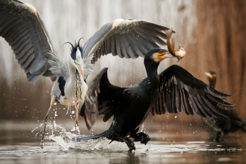 ridiculousbirdfaces:   Stop the thief!!!!  by  Jens Steyer Grey Heron (Ardea cinerea) and Great Corm
