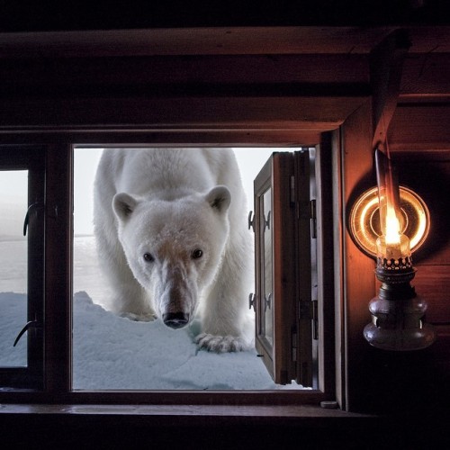 loveforallbears: Paul Nicklen PhotographyAs sea ice disappears, it is becoming more common to have h