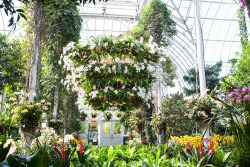 nybg:  The Orchid Show: Chandeliers