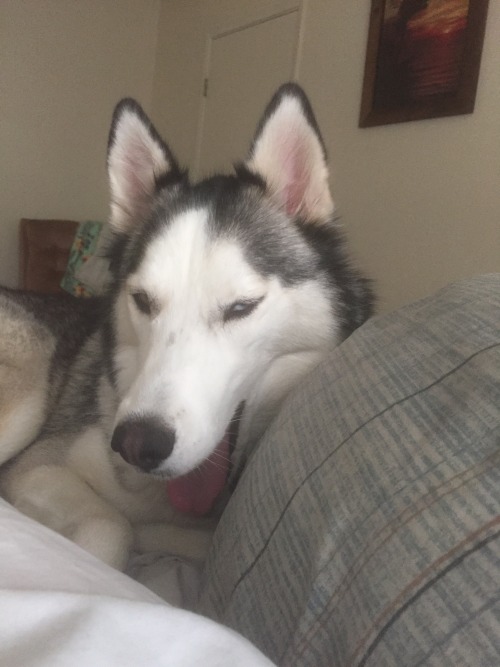 The husky stages of waking up