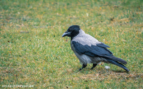 Hooded Crow (Corvus cornix) – Hillsborough Fort, Northern IrelandThese smart-coated siblings to the 