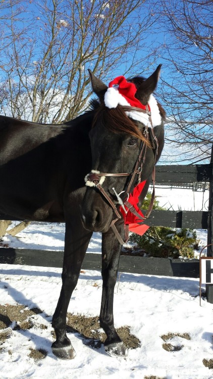 horsesjumpingcourses:Christmas photos at work♡