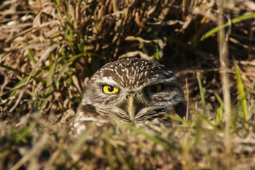debunkshy: Burrowing OwlLee County, FL1-6-18