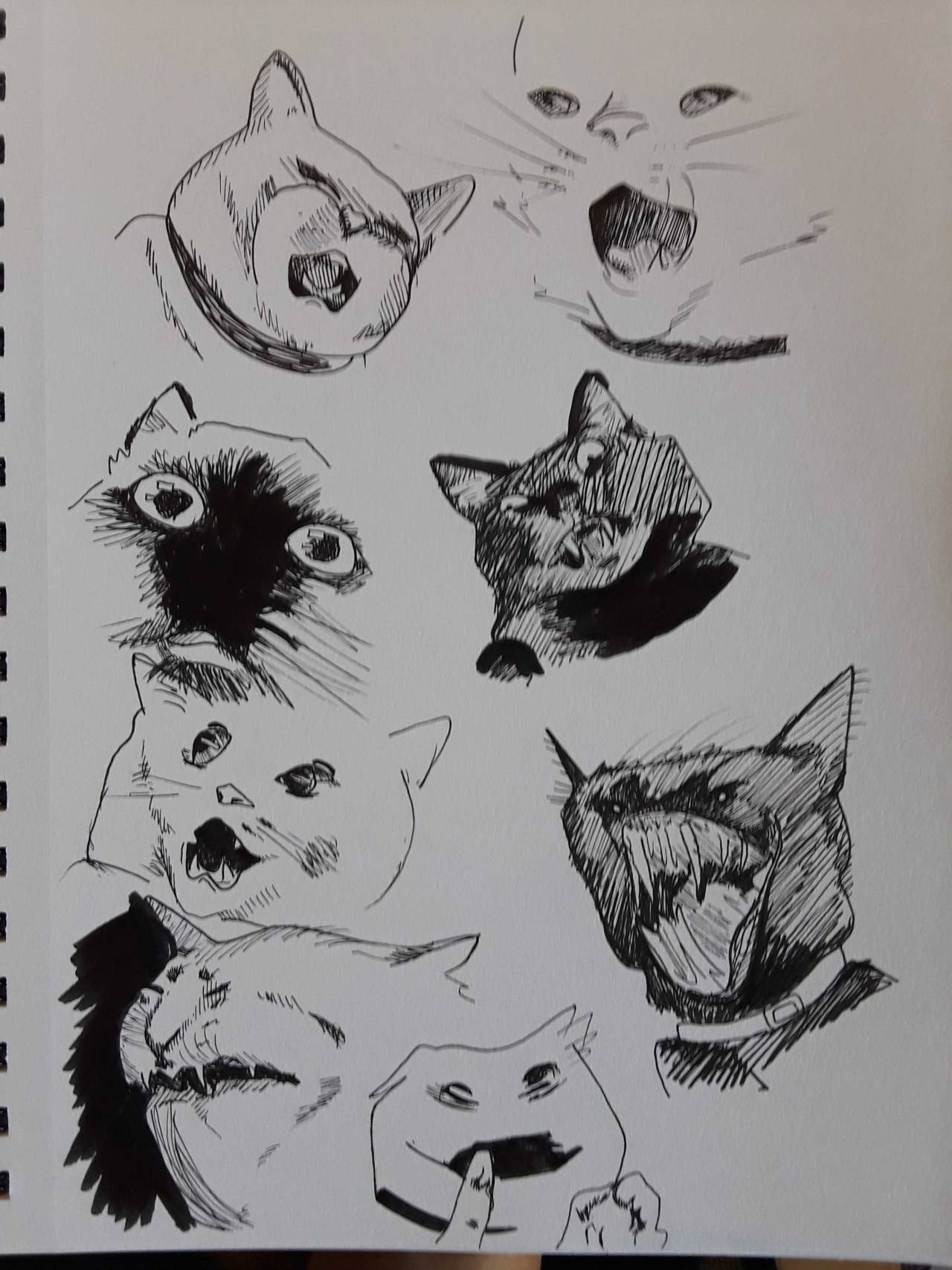 vulvva:  coolcatgroup:   Gave me the inspiration for a drawing exercise  
