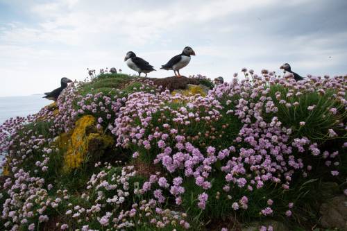 peacephotography: Puffins on Lunga island, Scotland.Photograph: Murdo MacLeod