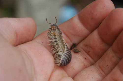 bowelfly:Pill millipede (Glomeris marginata maybe?)Cerro Kilambé Natural Reserve, Nicaragua&n