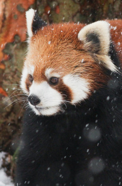 magicalnaturetour:  Red Panda in Snow  (by