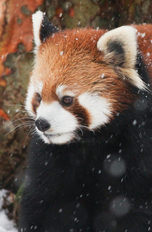 magicalnaturetour:  Red Panda in Snow  (by porn pictures