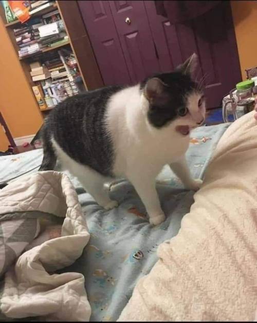 Waiting For My Mutuals To Become Boopable 