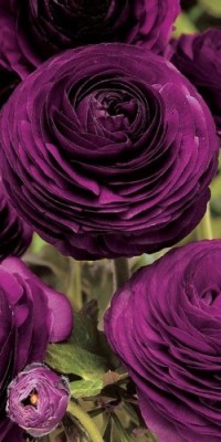 omgshowmetheworld:   Deep purple ranunculus   