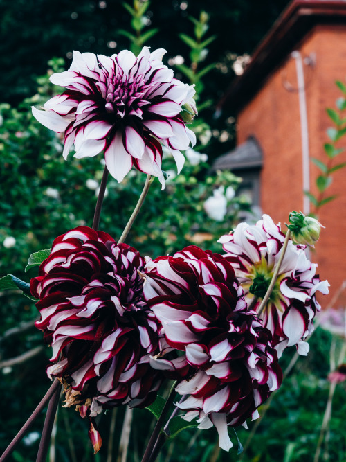 nickstanley:  white and violet dahlias 