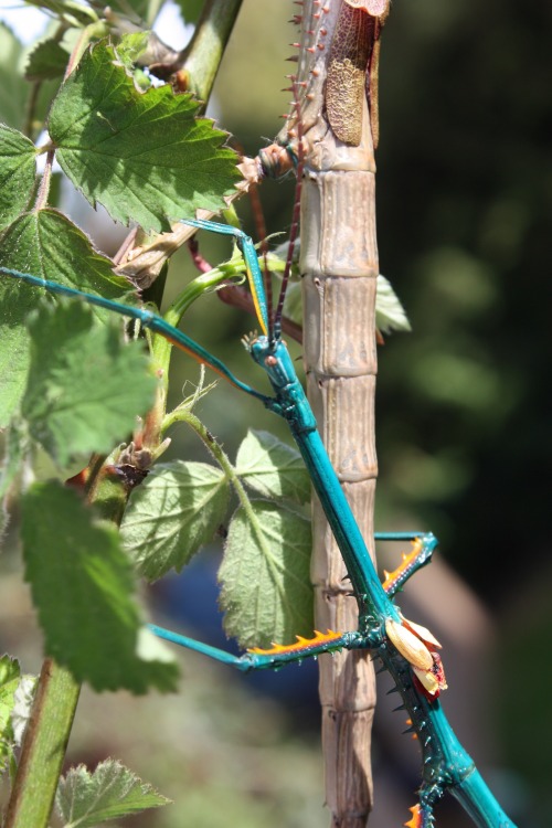 realmonstrosities:Achrioptera fallax has The Blues!Even with those thorny, orange patches on its leg