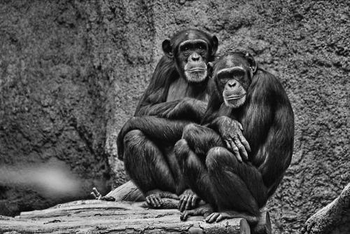 Contemplation.Chimpanzees, Zoo.