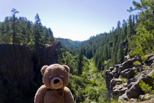 adventureswithteddy: On a visit to Northern Arizona, Teddy stopped in for a quick view around Paradi