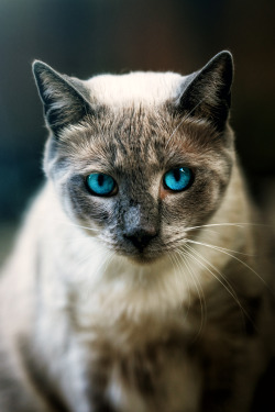 captvinvanity:    Street Cat | Photographer
