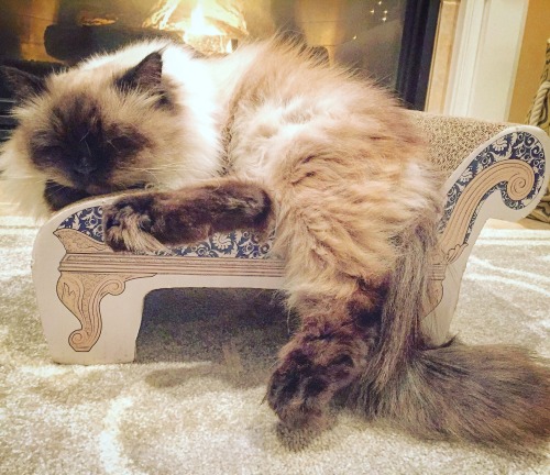 iamagiantprincess:We might need to get Theodore a double-wide kitty chaise. @cute-overload @mostlyca