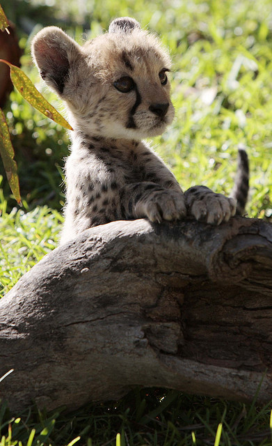 theanimaleffect: Cheetah by Ric Stevens on Flickr.