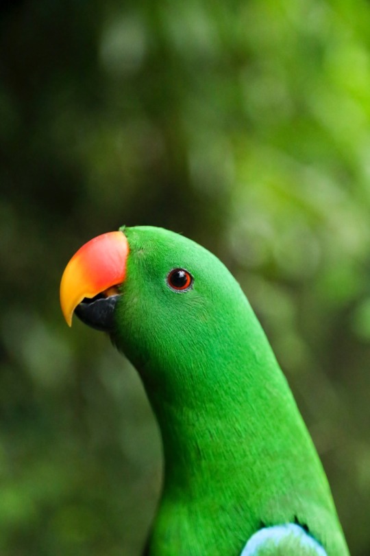 todaysbird:  the eclectus parrot is a medium-sized parrot native to australia, new guinea, and the solomon islands. these parrots are most well known for their extreme sexual dimorphism. while in most birds females tend to have duller plumage, eclectus