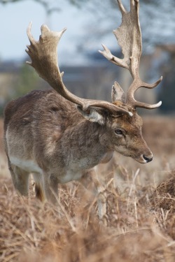 wild-diary:  Deer | Mark 