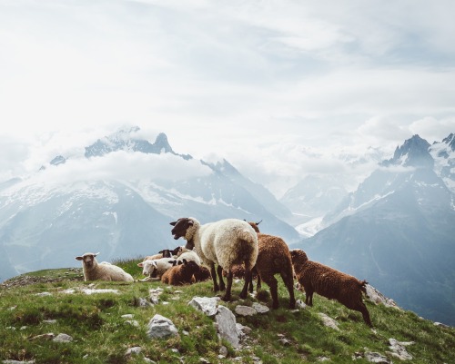 ponderation:Sheep In The French Alps by Herbert Schröer