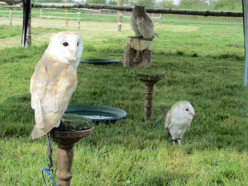 From front to back, Dave, Alfie and Baby