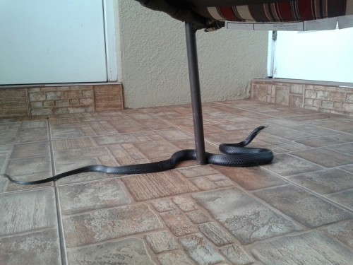 snoworland:  bloodyqueefs:  Snake digesting a frog en mi patio  I do not know if symbolism means shit to you, but it does to me. I will be keeping you in my thoughts.   msg me or reblog what you mean if you wanna.
