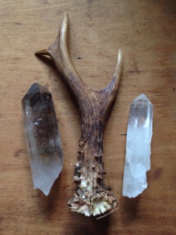 roadkillandcrows:  Roe deer antler. 