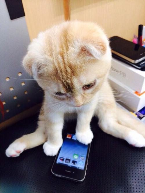 cat-pic:  スマホGETだにゃん nekopple.com