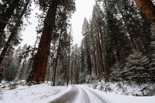 jasonincalifornia:  Snowy Sequoia Roads  Instagram////Prints 