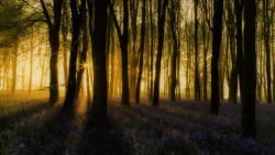 te5seract:  Shadows & Light &  Woodland