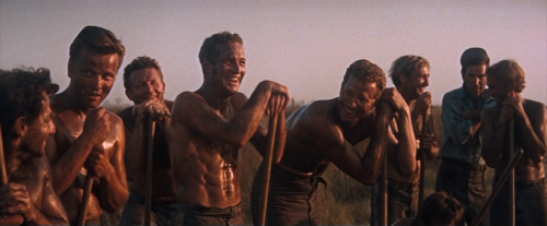 “Nah, calling it your job don’t make it right, Boss.”Cool Hand Luke, 1967Directed by Stuart Ro