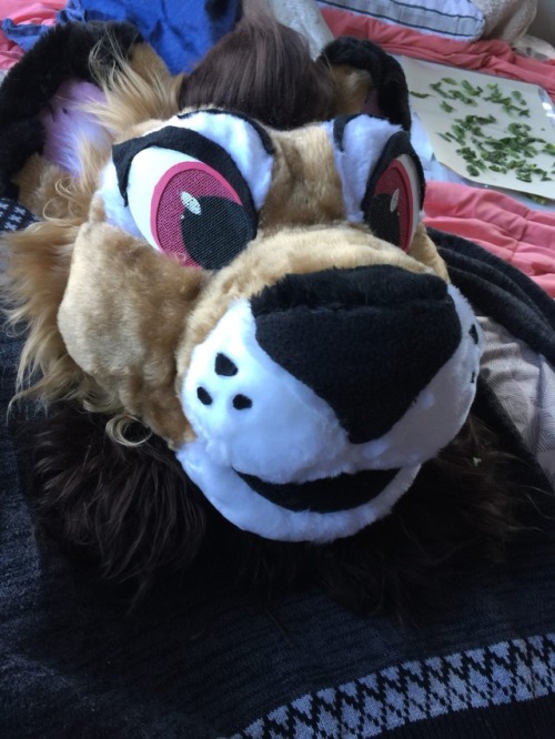Almond all finished up! My second ever fursuit head, I’m so happy with him and he proved to be