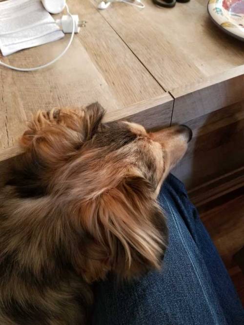 theblogpeoplewantedtosee: Doggo drooling on my leg which is blocking him from a slice of pizza