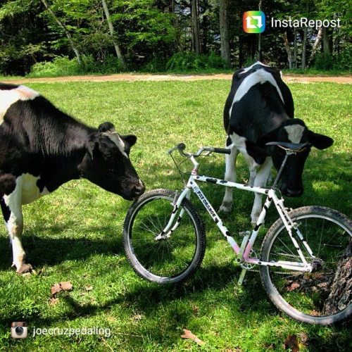 fatchancebikes: …and your local farm. Holy cow! @joecruzpedaling #LoveWhatYouRide ift.tt/2ju7
