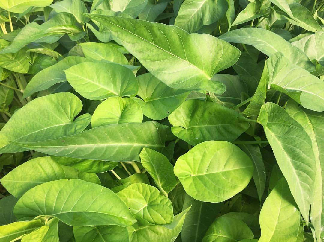 Water Spinach, again, looking elegant, looking strong. #ipomoeaaquatica #waterspinach #raumuong #lookingdelicious (at Delaware County, Pennsylvania)