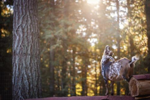 Loca’s Sun Salutation