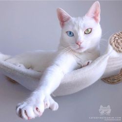 catsofinstagram:  From @sansa.thecat: “Lady Sansa of House Thumbs” #catsofinstagram [source: http://bit.ly/2XOysQr ]