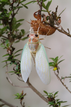 cicada