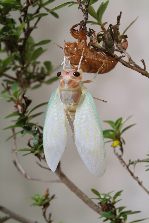 Porn photo cicada