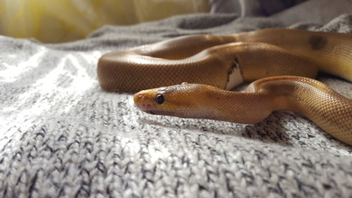 some noodle boy with a handful of water droplets from misting his tank a lil before pictures