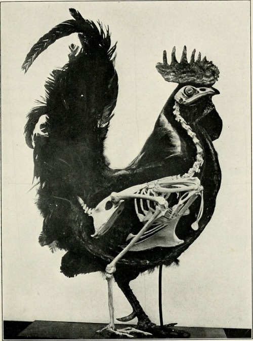 Common Fowl, The bird, its form and function, 1906