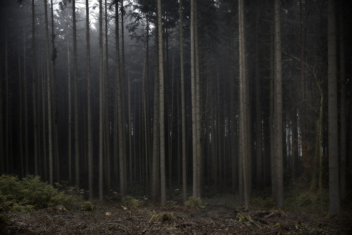 Trees by Joerg Marx on Flickr.