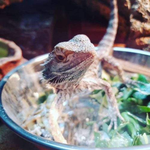 You have to hold very still when feeding Bok Choy, he has a short attention span and will get distra