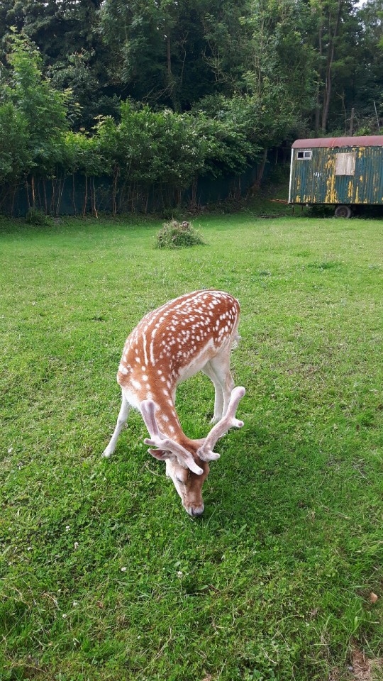 Un Jeune Cerf
