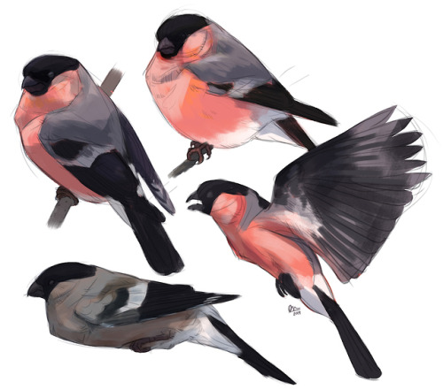 Sketch studies of one of my favourite birds to see in the garden, Eurasian bullfinches!