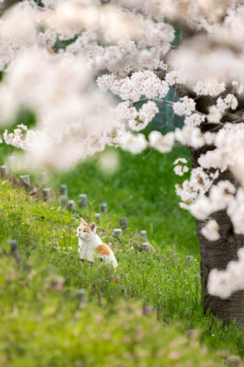 totorohblog: 桜にミケはよく似合う。さんごに涙は似合わない。うん若い人には分からないネタだ。若くなくても分からないかもしれないね。