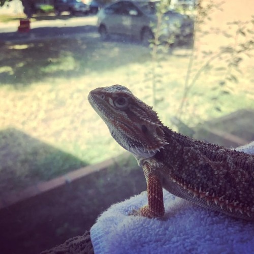 Mom moved the furniture so I can finally enjoy some window time. #griphookthebeardie #beardeddragon 