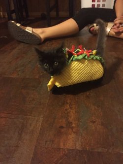 thatsthat24:  killerfishsg:  thecommonchick:  OH MY GOD THIS IS THE CUTEST THING EVER 😍  TACO CAT  WHAT A BEAUTIFUL PALINDROME 