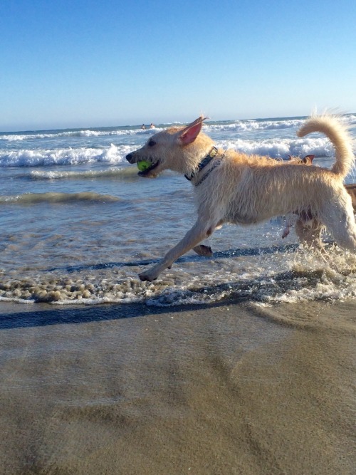 My first time with Moses at a dog beach turned out surprisingly well!