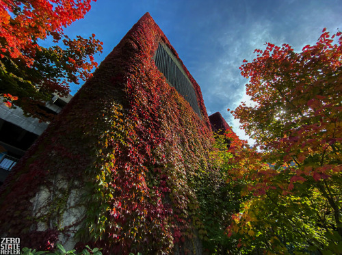 Seattle in the Fall. This state is so beautiful. North Seattle Community College.